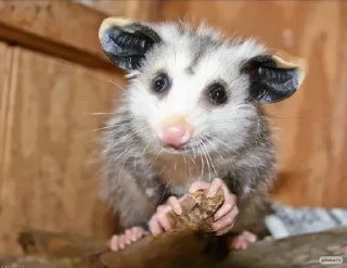 😵‍💫 emoji Opossum Telegram sticker 11 of 86