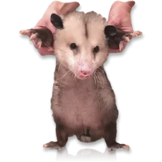 😙 emoji Cute Opossum @stickersb2b Telegram sticker 11 of 13