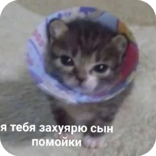 🐱 emoji Стики мамы Telegram sticker 19 of 61