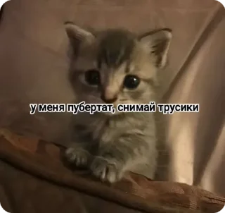 🌟 emoji Котики Telegram sticker 15 of 120