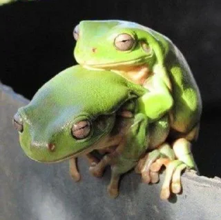 💗 emoji Лягушки 🐸💗 Telegram sticker 8 of 43