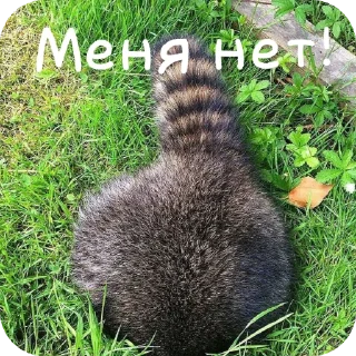 🦝 emoji Еноты :: @CerAnt Telegram sticker 15 of 106