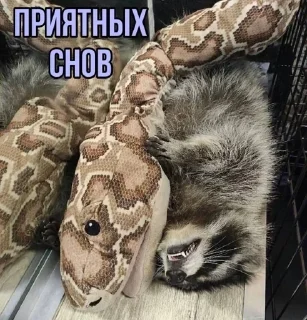 🌟 emoji Еношки Бумбошки Telegram sticker 7 of 60