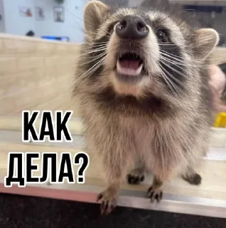 🌟 emoji Еношки Бумбошки Telegram sticker 11 of 60