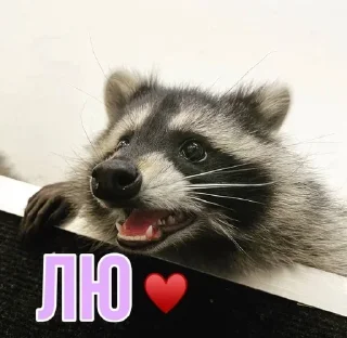 🌟 emoji Еношки Бумбошки Telegram sticker 8 of 60