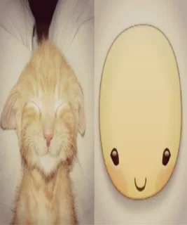 🤩 emoji cat @stikeru_ot_mikoko Telegram sticker 15 of 24