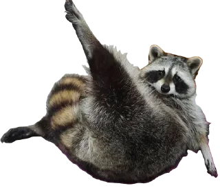 😏 emoji RACCOON Telegram sticker 13 of 57