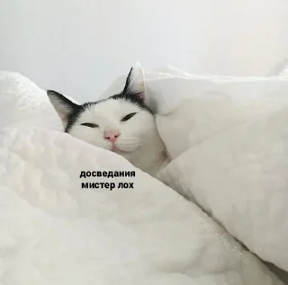 😇 emoji стикерс от соньки Telegram sticker 8 of 43