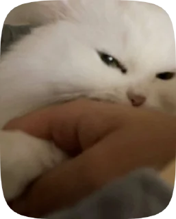 🫧 emoji meow Telegram sticker 13 of 50