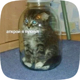Sticker from meow