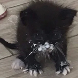 😦 emoji Котики від ББЛ Telegram sticker 5 of 27