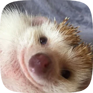 🌟 emoji ёжики от @ST1KER4X Telegram sticker 18 of 23