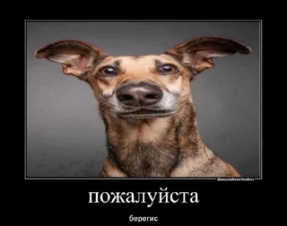 Sticker from собака улыбака