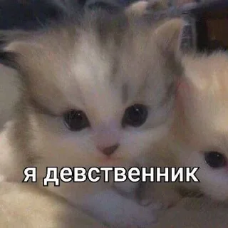 🌟 emoji Доги кок Telegram sticker 15 of 28