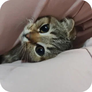 🫨 emoji Вася Telegram sticker 22 of 33