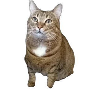 🫥 emoji вася Telegram sticker 20 of 55