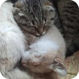 🥰 emoji Вася Telegram sticker 8 of 33