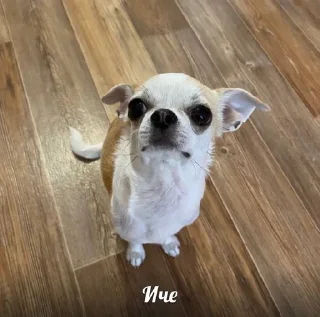 🇷🇺 emoji СОБАЧКИ🐕 Telegram sticker 2 of 11