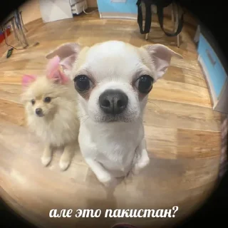 🫡 emoji СОБАЧКИ🐕 Telegram sticker 11 of 11