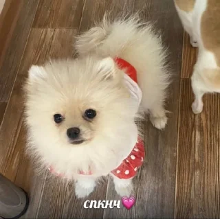 💗 emoji СОБАЧКИ🐕 Telegram sticker 1 of 11