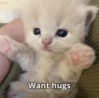 🫂 emoji мемновые коти Telegram sticker 18 of 120