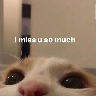 😿 emoji мемновые коти Telegram sticker 17 of 120