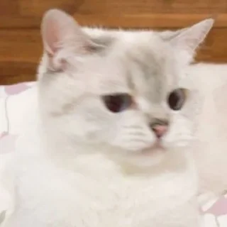 🤨 emoji cats Telegram sticker 22 of 46