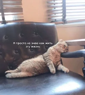 😞 emoji Жизненные котики Telegram sticker 10 of 95