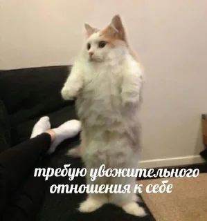 😑 emoji Жизненные котики Telegram sticker 12 of 95