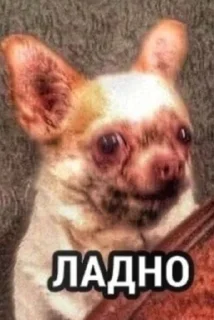 🌟 emoji Ладно Telegram sticker 16 of 37