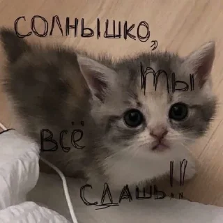 🥰 emoji Пикчишки Telegram sticker 7 of 67