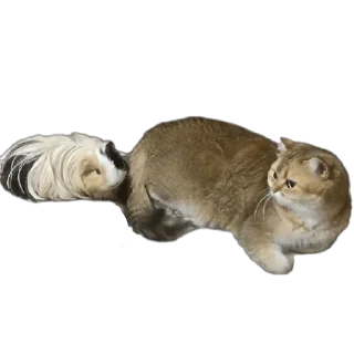 🐱 emoji Крутышки Telegram sticker 23 of 60