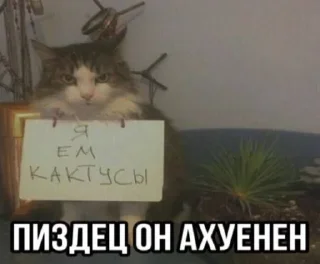 🌟 emoji Злые котята Telegram sticker 9 of 50