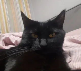 Sticker from Семён любимый котек