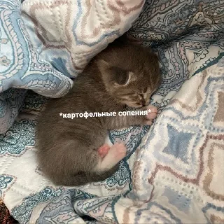 Sticker from Котёнок