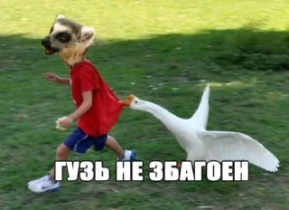 😀 emoji Енот Telegram sticker 14 of 94