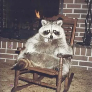 😎 emoji 1001 енот Telegram sticker 20 of 78