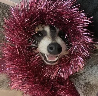 🦝 emoji 𝖘𝖑𝖊𝖊𝖕𝖎𝖓𝖌 𝖗𝖆𝖈𝖈𝖔𝖔𝖓 Telegram sticker 10 of 116