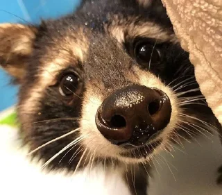 🦝 emoji 𝖘𝖑𝖊𝖊𝖕𝖎𝖓𝖌 𝖗𝖆𝖈𝖈𝖔𝖔𝖓 Telegram sticker 13 of 116