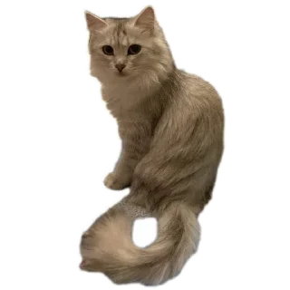 😲 emoji VASILISA💜 Telegram sticker 24 of 56