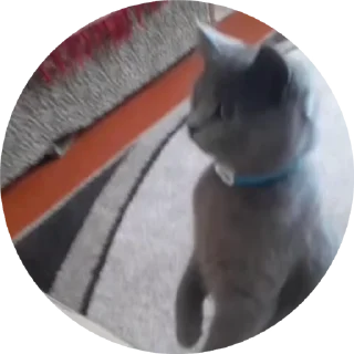 🌟 emoji Barsic video🐈🐈🐈 Telegram sticker 7 of 17