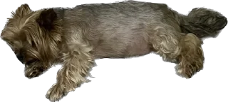 🛌 emoji Пупсик Мика😍🥰😘😘🥰😍🥰😘😛🥰 Telegram sticker 18 of 18