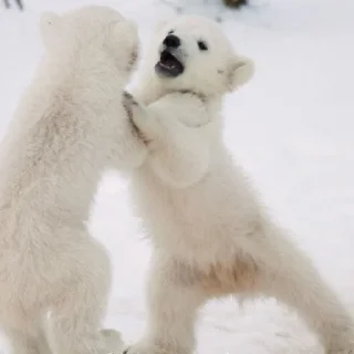 🐻‍❄️ emoji Белые Мишки @stikirstipo Telegram sticker 7 of 16
