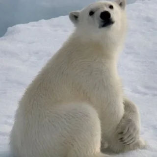 🐻‍❄️ emoji Белые Мишки @stikirstipo Telegram sticker 12 of 16