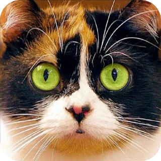 🐱 emoji Куки сливкишоу @coolguyyyyyyy Telegram sticker 8 of 10