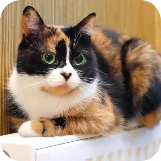 🐱 emoji Куки сливкишоу @coolguyyyyyyy Telegram sticker 5 of 10
