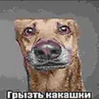 🌟 emoji будэйка💜💜 Telegram sticker 11 of 120