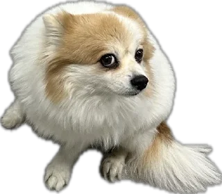 🌟 emoji Мои собаки Telegram sticker 14 of 89