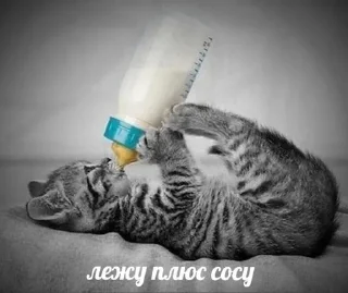 Sticker from я пидарас