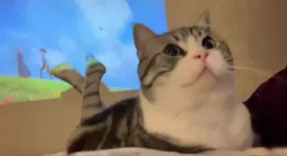 😸 emoji ЗРЯ. Telegram sticker 17 of 120